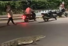 Surprise on the Streets: Eight-Foot Crocodile Takes a Night Stroll on Narhari Bridge Road Vadodara, Prompting Massive Rescue Operation