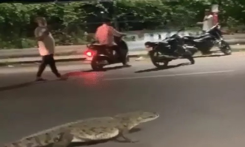Surprise on the Streets: Eight-Foot Crocodile Takes a Night Stroll on Narhari Bridge Road Vadodara, Prompting Massive Rescue Operation