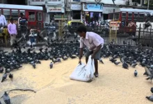 Mumbai Enforces Pigeon Feeding Ban: Health Officials Cite Rising Disease Risks & Property Damage