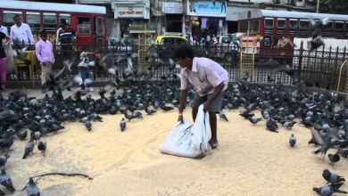 Mumbai Enforces Pigeon Feeding Ban: Health Officials Cite Rising Disease Risks & Property Damage