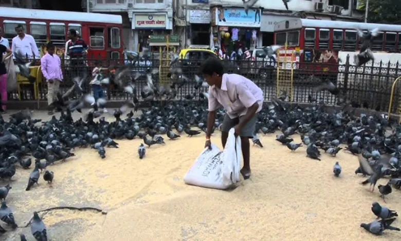 Mumbai Enforces Pigeon Feeding Ban: Health Officials Cite Rising Disease Risks & Property Damage