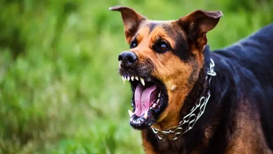 Porbandar infant dog attack scene showing local area where 2-month-old baby was fatally injured by stray dogs.