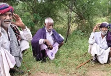 48 Sheep and Goats Die After Lightning Strike in Surendranagar's Muli: Heavy Loss for a Single Herdsman, Area in Mourning