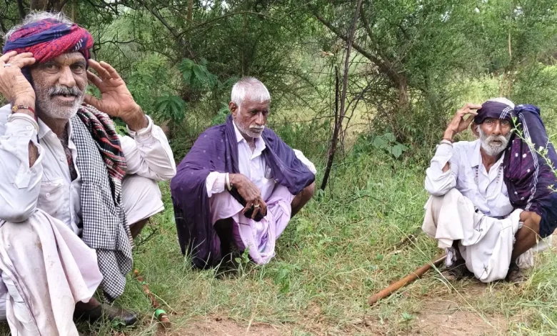 48 Sheep and Goats Die After Lightning Strike in Surendranagar's Muli: Heavy Loss for a Single Herdsman, Area in Mourning