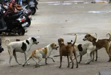 The Supreme Court on Monday directed civic authorities in Delhi and the National Capital Region (NCR) to immediately catch and sterilise stray dogs and relocate them permanently to shelters.