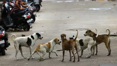 The Supreme Court on Monday directed civic authorities in Delhi and the National Capital Region (NCR) to immediately catch and sterilise stray dogs and relocate them permanently to shelters.