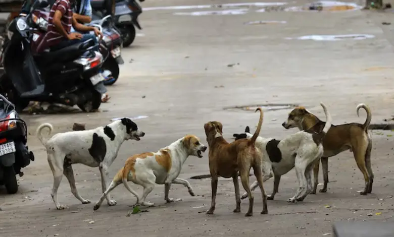 The Supreme Court on Monday directed civic authorities in Delhi and the National Capital Region (NCR) to immediately catch and sterilise stray dogs and relocate them permanently to shelters.