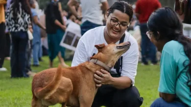 The Supreme Court on Friday modified its contentious August 8 order on stray dogs, directing their release to the same area after vaccination and deworming - a verdict that was met with jubilation by animal lovers.