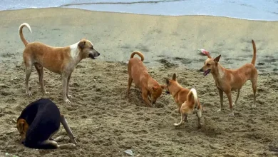 The Supreme Court on Thursday blasted local authorities for inaction on the stray dog menace and reserved its order on petitions challenging its August 11 verdict.