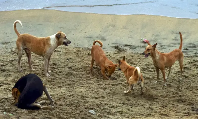 The Supreme Court on Thursday blasted local authorities for inaction on the stray dog menace and reserved its order on petitions challenging its August 11 verdict.