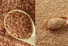 Brown Rice vs. Quinoa: Which Grain Supports Better Blood Sugar Management?