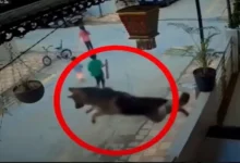 German Shepherd’s jumped like a superhero to save children from another dog: "Well Done Dogesh Bhai"