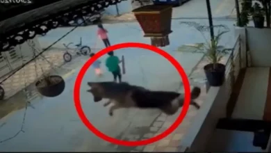 German Shepherd’s jumped like a superhero to save children from another dog: "Well Done Dogesh Bhai"