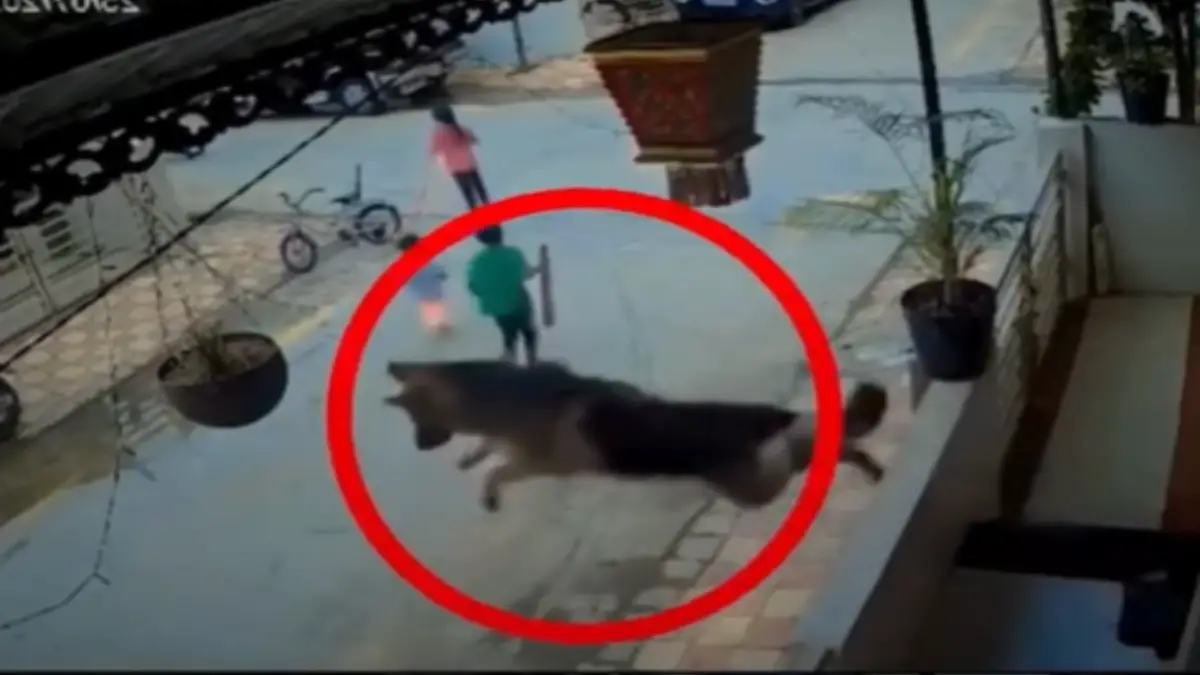 German Shepherd’s jumped like a superhero to save children from another dog: "Well Done Dogesh Bhai"