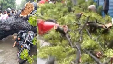 Man Dies as Tree Topples Onto Vehicles in Delhi’s Kalkaji; Daughter Critically Injured | WATCH VIDEO