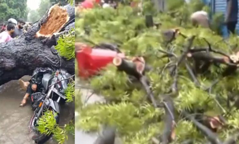 Man Dies as Tree Topples Onto Vehicles in Delhi’s Kalkaji; Daughter Critically Injured | WATCH VIDEO