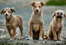 Supreme Court’s Stray Dog Ruling Ignites Fierce Online Debate in Delhi-NCR