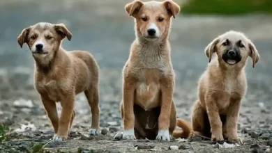 Supreme Court’s Stray Dog Ruling Ignites Fierce Online Debate in Delhi-NCR