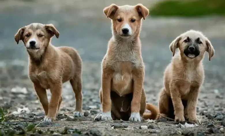 Supreme Court’s Stray Dog Ruling Ignites Fierce Online Debate in Delhi-NCR