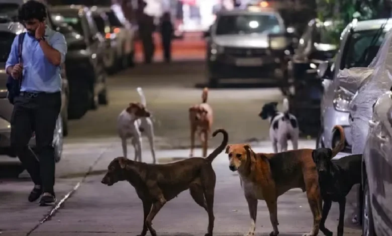 Supreme Court Shifts Delhi Stray Dogs Case to New Bench Amid Outcry – Hearing Tomorrow