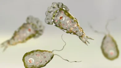 A new case of amoebic meningoencephalitis, a rare but often fatal brain infection, has been reported in Kerala.