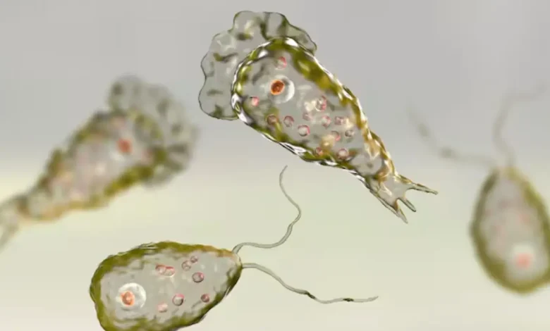 A new case of amoebic meningoencephalitis, a rare but often fatal brain infection, has been reported in Kerala.