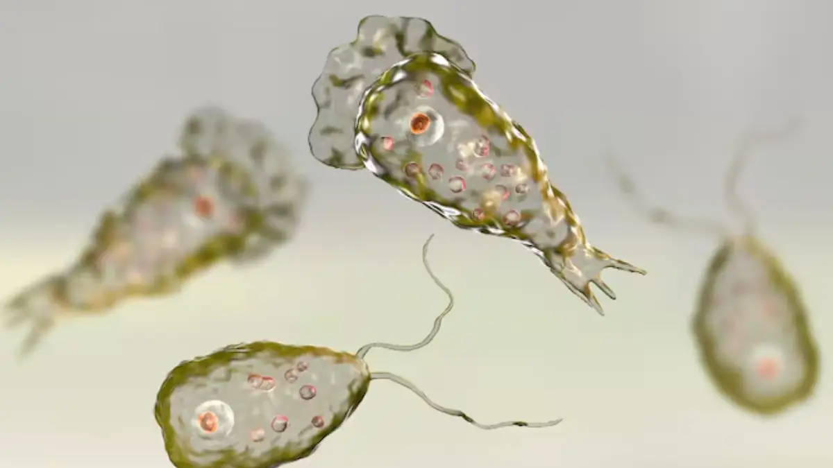 A new case of amoebic meningoencephalitis, a rare but often fatal brain infection, has been reported in Kerala.