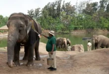 The Supreme Court-appointed Special Investigation Team (SIT) probing the affairs of Vantara has given a clean chit to the zoological rescue and rehabilitation centre in Gujarat’s Jamnagar.
