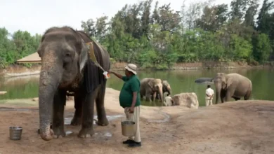 The Supreme Court-appointed Special Investigation Team (SIT) probing the affairs of Vantara has given a clean chit to the zoological rescue and rehabilitation centre in Gujarat’s Jamnagar.