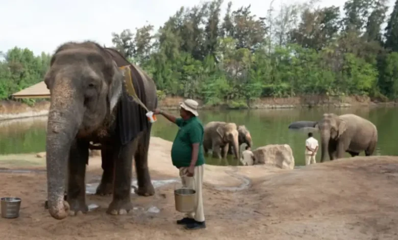 The Supreme Court-appointed Special Investigation Team (SIT) probing the affairs of Vantara has given a clean chit to the zoological rescue and rehabilitation centre in Gujarat’s Jamnagar.