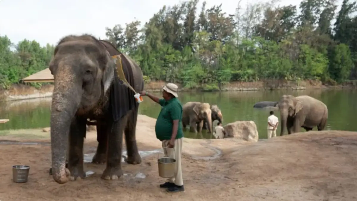 The Supreme Court-appointed Special Investigation Team (SIT) probing the affairs of Vantara has given a clean chit to the zoological rescue and rehabilitation centre in Gujarat’s Jamnagar.