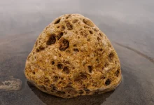 Ambergris Worth ₹2.2 Crore Seized in Gujarat’s Amreli, One Arrested