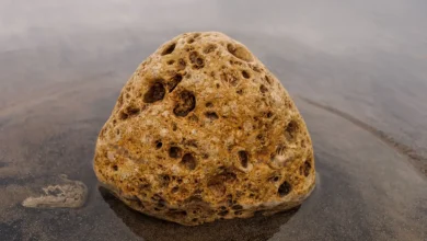 Ambergris Worth ₹2.2 Crore Seized in Gujarat’s Amreli, One Arrested