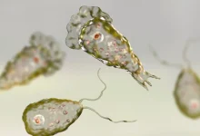 Deadly Surge: Kerala's Deadly Dance with Brain-Eating Amoeba Claims 19 Lives