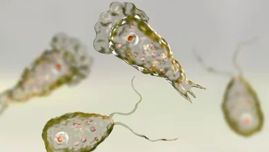 Deadly Surge: Kerala's Deadly Dance with Brain-Eating Amoeba Claims 19 Lives