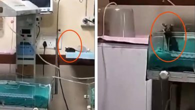 Newborn’s Death After Rat Bites in Indore Hospital Sparks Outrage and Suspensions