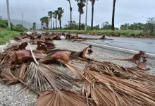 Devastating Hurricane Melissa: Record Winds Claim Lives, Flood Vast Swaths of Jamaica