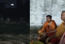 VIDEO: Three Lions Sit Quietly Near Khodiyar Temple Yajna in Girnar, Leave Only After Rituals End