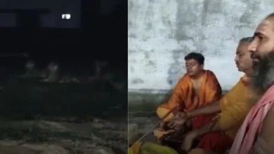 VIDEO: Three Lions Sit Quietly Near Khodiyar Temple Yajna in Girnar, Leave Only After Rituals End