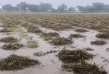 The state government has announced a compensation of Rs 10,000 crore for crop damage. CM Bhupendra Patel took the decision after the review meeting and posted the information on X.