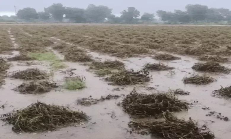 The state government has announced a compensation of Rs 10,000 crore for crop damage. CM Bhupendra Patel took the decision after the review meeting and posted the information on X.