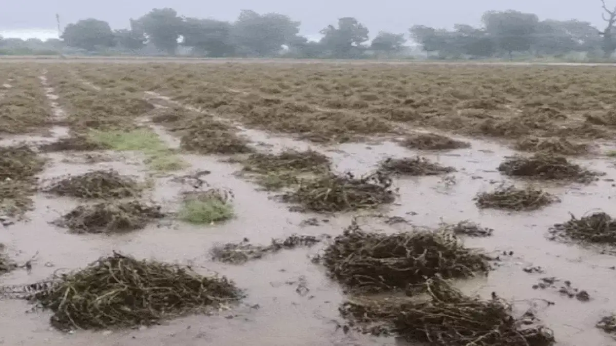 The state government has announced a compensation of Rs 10,000 crore for crop damage. CM Bhupendra Patel took the decision after the review meeting and posted the information on X.