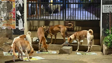 The Supreme Court on Friday ordered the complete removal of stray dogs from near educational institutions, bus and railway stations, sports facilities.