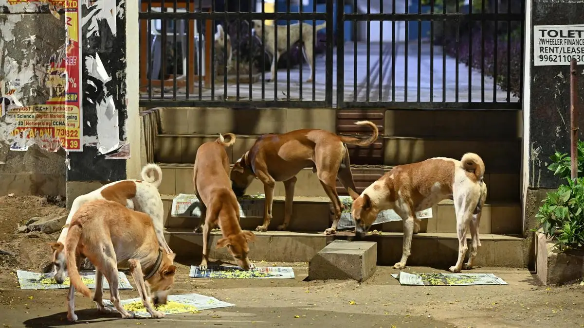 The Supreme Court on Friday ordered the complete removal of stray dogs from near educational institutions, bus and railway stations, sports facilities.
