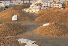 Amreli Market Yard Leaves Groundnut Farmers Struggling For Hours Without Basic Facilities