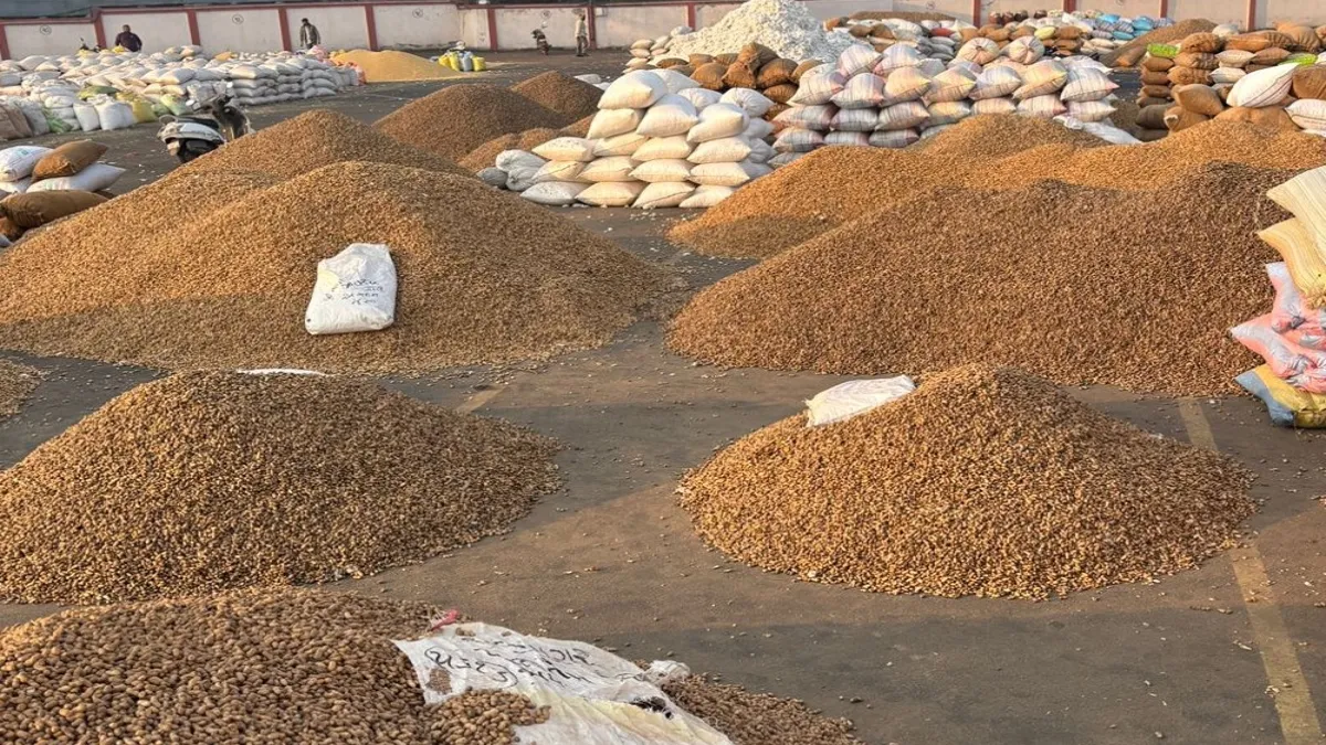 Amreli Market Yard Leaves Groundnut Farmers Struggling For Hours Without Basic Facilities