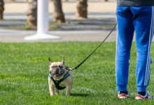 Bengaluru advocate sexually harassed, robbed while walking her dog, probe on