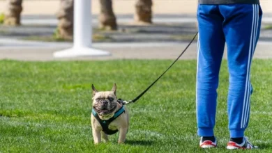 Bengaluru advocate sexually harassed, robbed while walking her dog, probe on