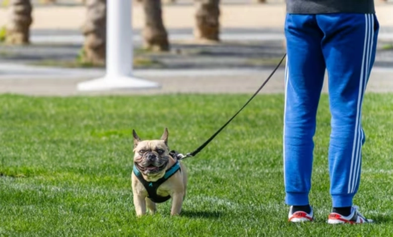 Bengaluru advocate sexually harassed, robbed while walking her dog, probe on