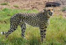Botswana's Cheetah Gift to India Signals Fresh Momentum in Conservation Partnership